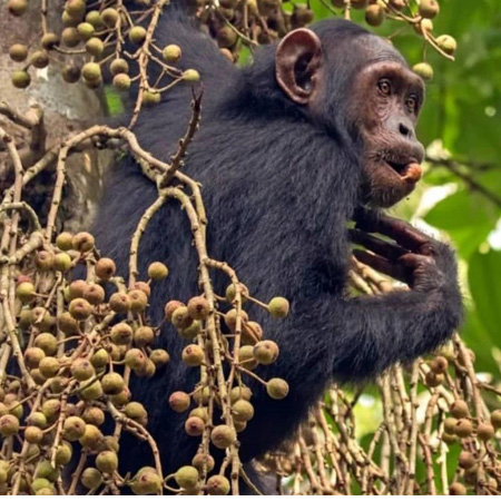 Budongo Forest – Chimpanzee Trekking Adventure